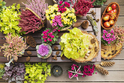 Kürbisse, Tannenzapfen, Äpfel und Herbstblumen in Töpfen - GWF07811