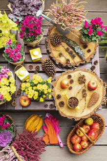 Tannenzapfen, Äpfel und Herbstblumen in Töpfen - GWF07813