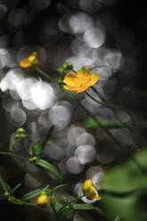 Gelbe Hahnenfußblüten, die im Frühjahr im Freien blühen - JTF02332