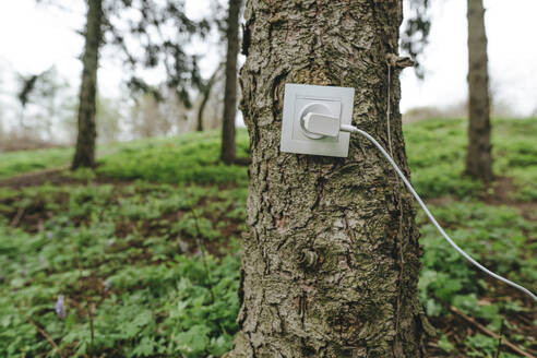 Steckdose mit Ladegerät an einem Baumstamm im Wald - YTF00795