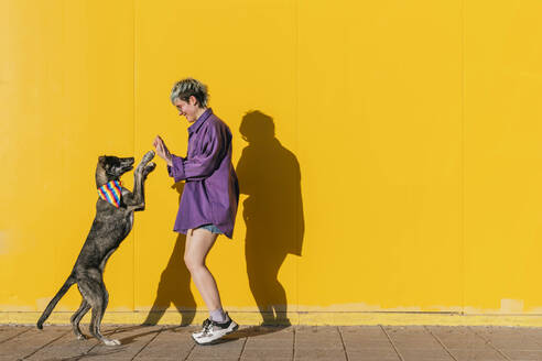 Lesbian woman playing with dog standing in front of yellow wall - MGRF01009