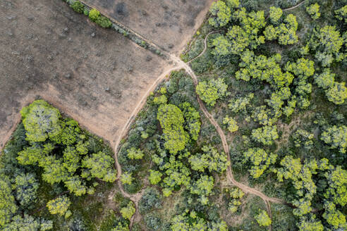 Spain, Balearic Islands, Formentera, Drone view of green trees surrounding empty field - MMAF01470