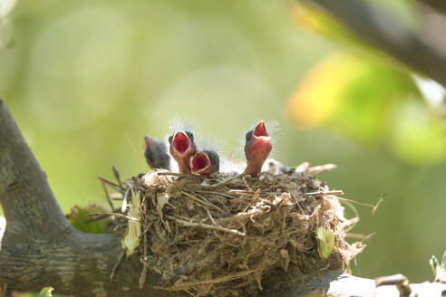 Küken der Samtkopfgrasmücke (Curruca melanocephala) im Nest - DMHF00003