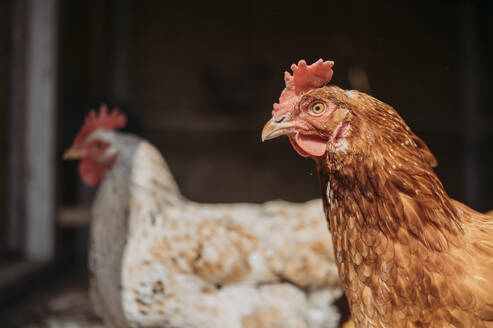 Hühner auf dem Bauernhof an einem sonnigen Tag - ANAF01415