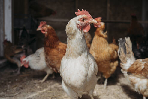 Flock of chicken in farm - ANAF01416