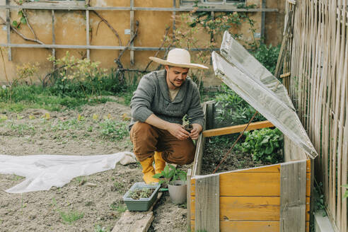 Man planting vegetable seedling in cold frame at garden - VSNF00877