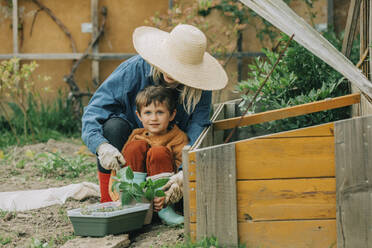 Mutter mit Sohn beim Pflanzen von Gemüsesetzlingen im Frühbeet im Garten - VSNF00882