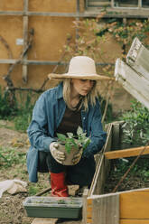 Frau pflanzt Gemüsesetzlinge im Frühbeet im Garten - VSNF00884