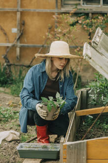 Woman planting vegetable seedling in cold frame at garden - VSNF00884