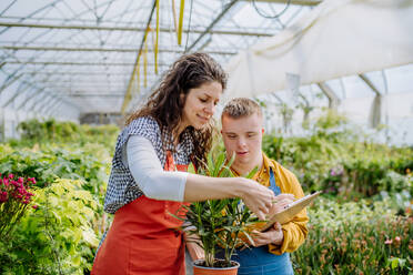 An experienced woman florist helping young employee with Down syndrome to check flowers on tablet in garden centre. - HPIF10979