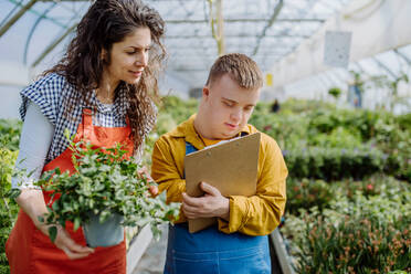 Eine erfahrene Floristin hilft einer jungen Mitarbeiterin mit Down-Syndrom, die Blumen auf einem Tablet im Gartencenter zu überprüfen. - HPIF10980