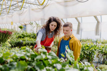 An experienced woman florist helping young employee with Down syndrome in garden centre. - HPIF10993