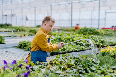 Ein glücklicher junger Angestellter mit Down-Syndrom arbeitet in einem Gartencenter und bewässert Pflanzen mit einem Duschkopf und einem Schlauch. - HPIF11013