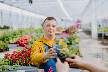 Ein glücklicher junger Angestellter mit Down-Syndrom arbeitet in einem Gartencenter und kümmert sich um die Blumen. - HPIF11020