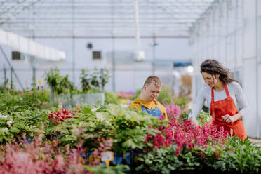 Eine erfahrene Floristin hilft einem jungen Mitarbeiter mit Down-Syndrom in einem Gartencenter. - HPIF11023