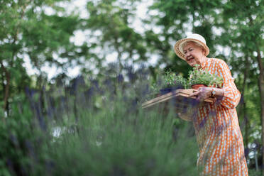 Ältere Frau, die an einem sonnigen Sommerabend in ihrem Garten Kräuter erntet, hält ein Tablett mit Kräutern in der Hand und lächelt. Blickwinkel niedrig. - HPIF11361
