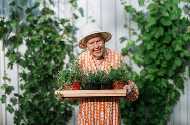 Ältere Frau, die an einem sonnigen Sommerabend in ihrem Garten Kräuter erntet, hält ein Tablett mit Kräutern und lächelt. - HPIF11362