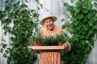 Senior woman harvesting herbs in her garden during sunny summer evening, holding tray with herbs and smiling. - HPIF11362