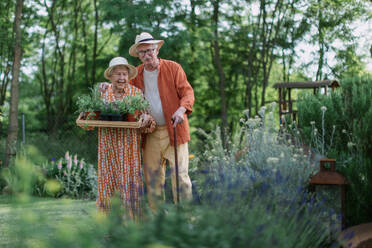 Ein älteres Ehepaar erntet an einem Sommerabend Kräuter in seinem Garten. - HPIF11363