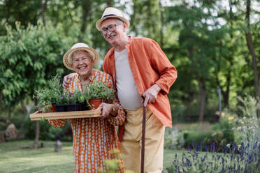 Ein älteres Ehepaar erntet an einem Sommerabend Kräuter in seinem Garten. - HPIF11365