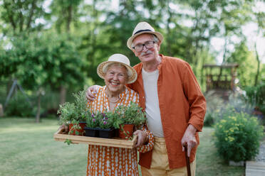Ein älteres Ehepaar erntet an einem Sommerabend Kräuter in seinem Garten. - HPIF11366