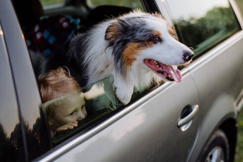 Kleines Mädchen und ihr Hund sitzen in einem Auto und sind auf einen Familienausflug vorbereitet, - HPIF11812
