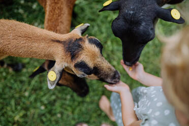 Kleines Mädchen füttert Ziegen auf einer Wiese. - HPIF11839