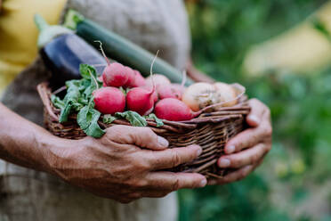 A close-up of senior farmer holding basket with autumn harvest from her garden. - HPIF11945