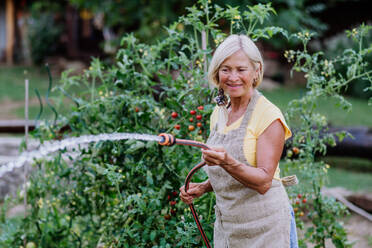 Senior woman in garden at home watering the vegetables. - HPIF11951