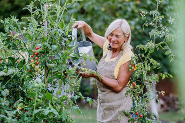 Eine reife Frau im Garten zu Hause beim Gießen von Gemüse. - HPIF11953