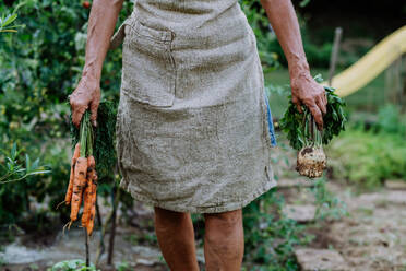 Eine Bäuerin erntet Möhren und Kohlrabi im Garten, Nahaufnahme - HPIF11955