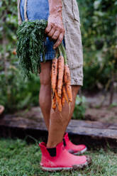 Low section of a farmer woman harvests carrots in the garden, close-up - HPIF11956