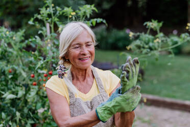 A senior woman puts protective gloves for working in the garden around vegetables - HPIF11957