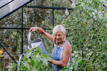 Ältere Frau im Garten zu Hause beim Bewässern von Gemüse in einem Gewächshaus. - HPIF11961