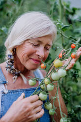 Eine ältere Bäuerin, die Tomaten im Gewächshaus hält und daran riecht. - HPIF11973