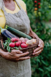 A close-up of senior farmer holding basket with autumn harvest from her garden. - HPIF11994