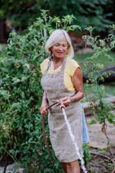 Senior woman in garden at home watering the vegetables. - HPIF11996