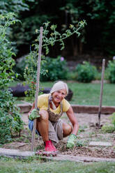 Senior woman taking care of vegetable plants in the garden. - HPIF11998