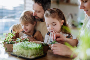 Eine glückliche Familie pflanzt im Frühling gemeinsam Kräuter. - HPIF12757