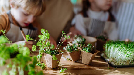 Close-up of family planting herbs together during spring. - HPIF12758
