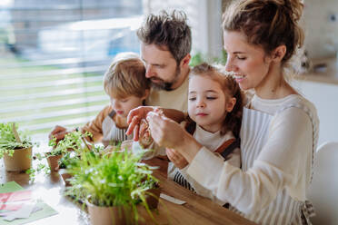 Eine glückliche Familie pflanzt im Frühling gemeinsam Kräuter. - HPIF12759