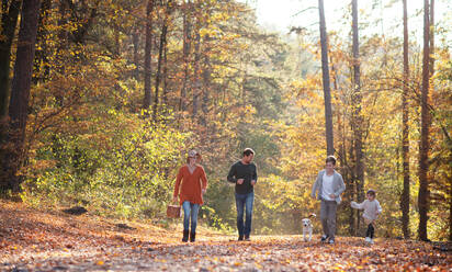 Frontansicht einer jungen Familie mit kleinen Kindern und Hund auf einem Spaziergang im Herbstwald, beim Wandern. - HPIF12961