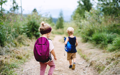 Rear view of two small children hiking outdoors in summer nature. - HPIF13405