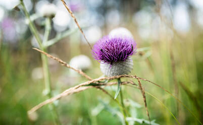 Nahaufnahme von lila Blume der Distel, Schönheit in der Natur Konzept. - HPIF13423