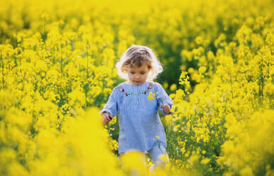 Front view of happy small toddler girl walking in spring nature in rapeseed field. - HPIF13957