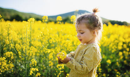 Side view of happy small toddler girl standing in spring nature in rapeseed field. - HPIF13960