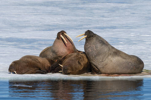 Walrosse (Odobenus rosmarus) ruhen auf dem Eis, Brepollen, Spitzbergen, Svalbard Inseln, Arktis, Norwegen, Europa - RHPLF23928