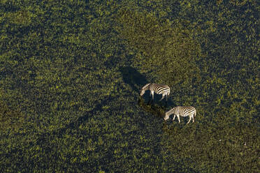 Luftaufnahme von grasenden Steppenzebras (Equus quagga) im Okavango-Delta, Botswana, Afrika - RHPLF23937