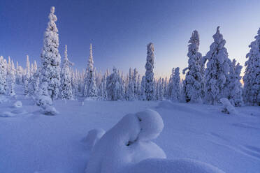 Frozen spruce trees covered with snow during the blue hour, Riisitunturi National Park, Posio, Lapland, Finland, Europe - RHPLF23941