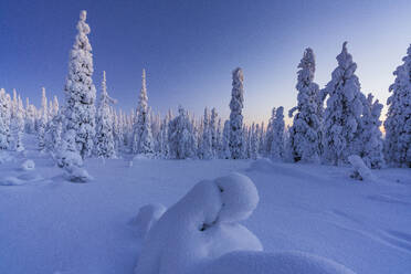 Gefrorene, schneebedeckte Fichten während der blauen Stunde, Riisitunturi-Nationalpark, Posio, Lappland, Finnland, Europa - RHPLF23941